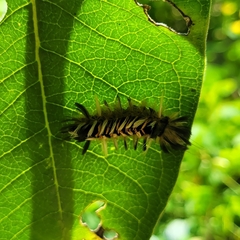 Euchaetes egle