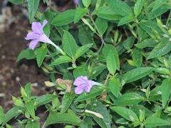Ruellia pedunculata