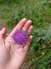 Centaurea nigra