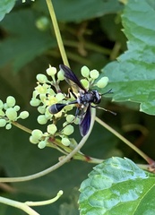 Physocephala tibialis