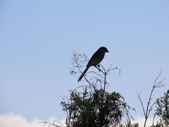 Lanius collaris collaris