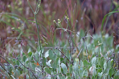 Eriogonum strictum