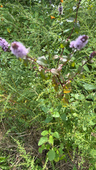 Mentha aquatica