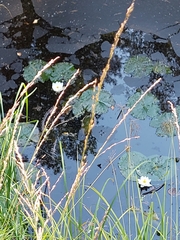 Nymphaea candida