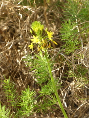 Bulbine frutescens