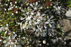 Agathosma latipetala