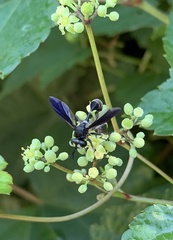 Physocephala tibialis