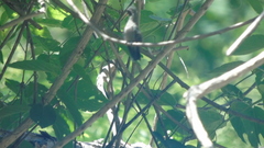 Cynanthus doubledayi