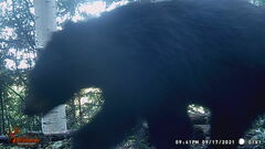 Ursus americanus machetes