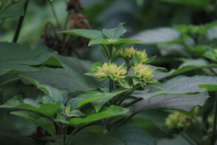 Clerodendrum canescens