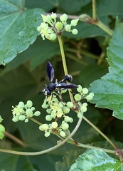Physocephala tibialis