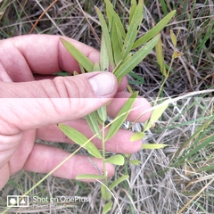 Asclepias