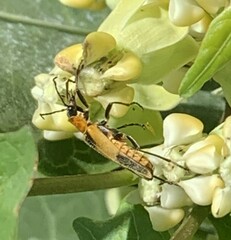 Chauliognathus omissus