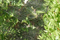 Cyrtophora citricola