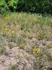 Erysimum quadrangulum