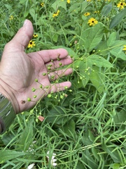 Scrophularia marilandica