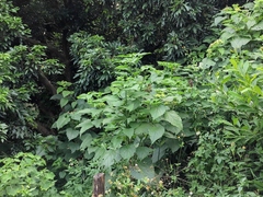 Clerodendrum canescens