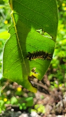 Euchaetes egle