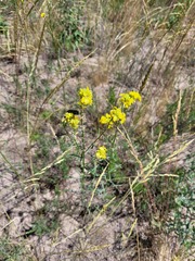 Erysimum quadrangulum