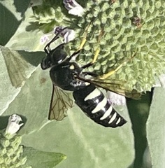 Bicyrtes quadrifasciatus