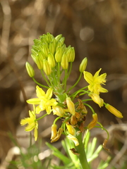 Bulbine frutescens