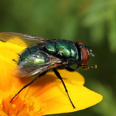 Lucilia