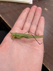 Neoconocephalus ensiger