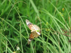 Argynnis hyperbius hyperbius