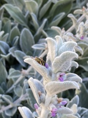 Anthidium manicatum