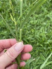 Urochloa platyphylla