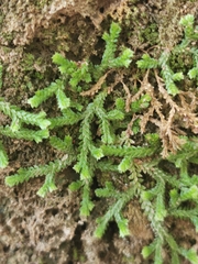 Selaginella denticulata