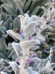 Anthidium manicatum