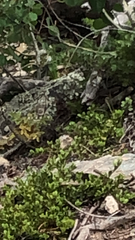 Callospermophilus lateralis