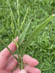 Urochloa platyphylla