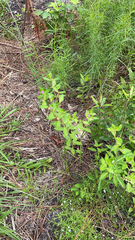 Cuphea carthagenensis