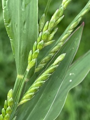 Urochloa platyphylla