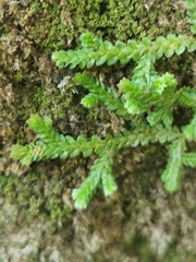 Selaginella denticulata