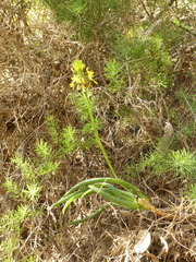 Bulbine frutescens