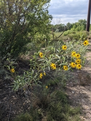 Helianthus maximiliani