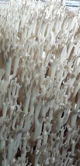 Artomyces pyxidatus