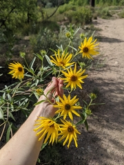 Helianthus maximiliani
