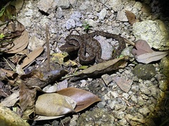 Protobothrops mucrosquamatus
