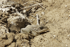 Pelophylax bedriagae