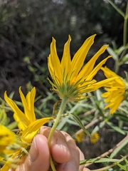 Helianthus maximiliani