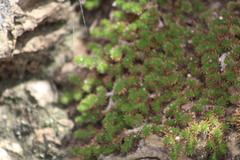 Selaginella eremophila