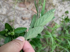 Sida rhombifolia