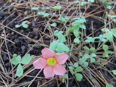 Oxalis obtusa