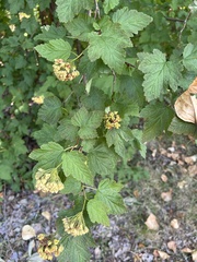 Physocarpus capitatus