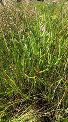 Salicornia