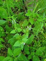 Scutellaria altissima